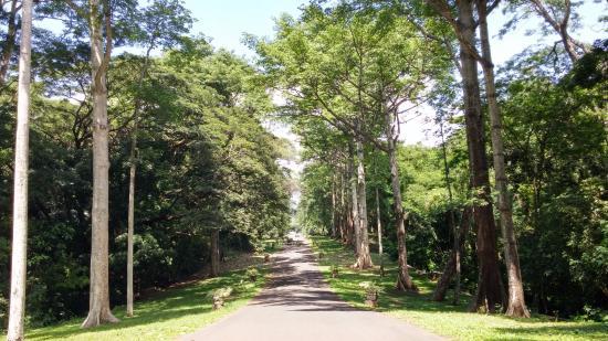 Purwodadi Botanical Garden