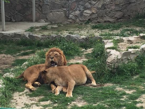 Tashkent Zoo