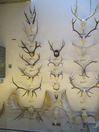 MuseOs