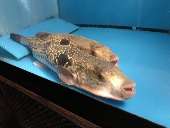 Gempin Fugu Nagata No Seki