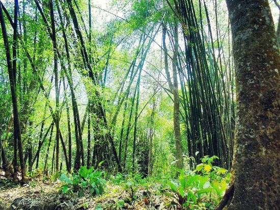 Lawachara National Park