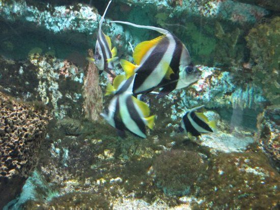 Aquarium de Noirmoutier