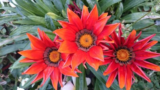Lomond Hills Regional Park