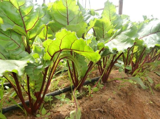 Quinta Pedagogica da Caria