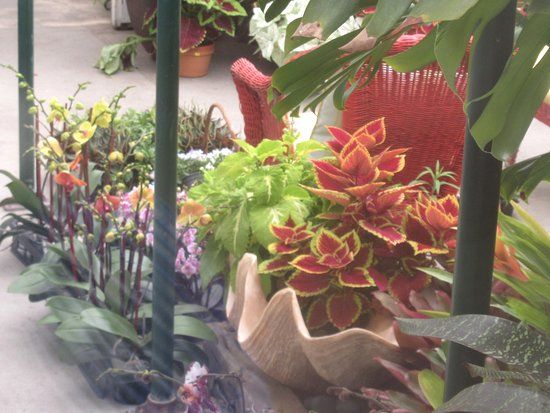 Shelldance Orchid Gardens