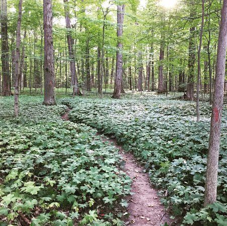 Camillus Forest Unique Area