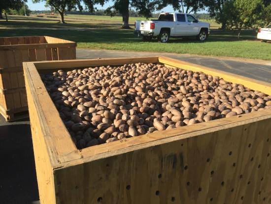 B & B Pecan Co