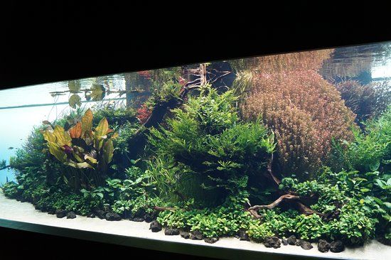 Takashi Amano Forests Underwatter at Oceanarium Lisbon