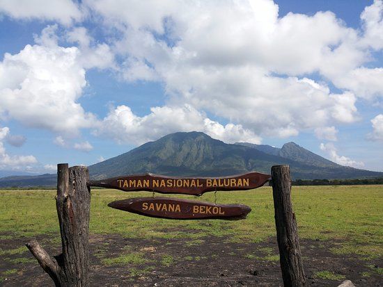 Savanna Field