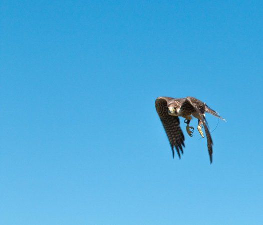 Finn Falconry