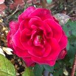 Mcdonald's Restaurants