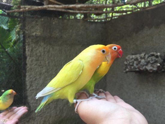 El Nido Aviario