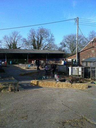 Miller's Ark Animals