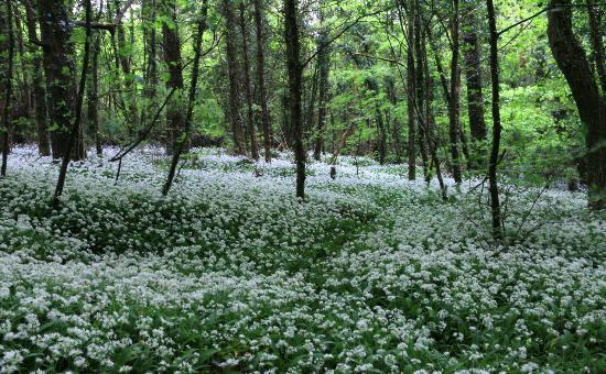 Merlin Woods Park