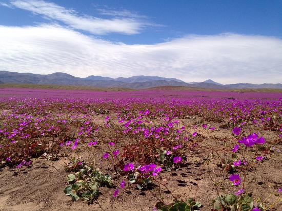 Desierto Florido