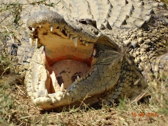 Kalimba Reptile Park