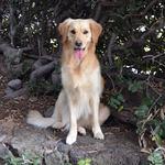 Yolo Beer Club Tuan Chau Island