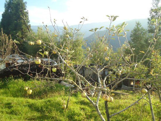 Apple Orchards