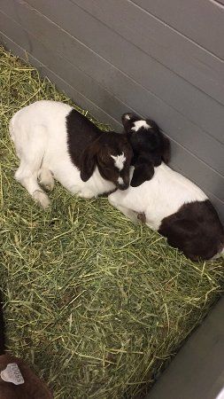 Soerum Activity Farm