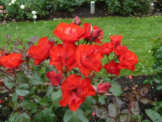 Rosenlunds Rosarium