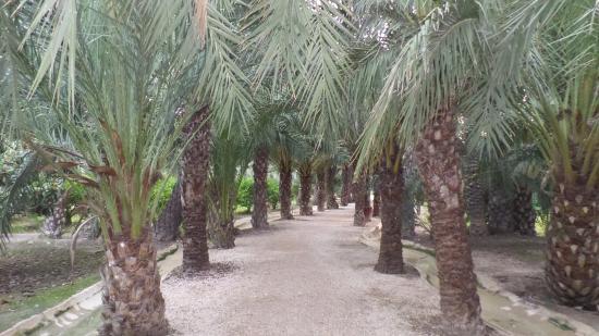 Museo del Palmeral Huerto de San Plácido