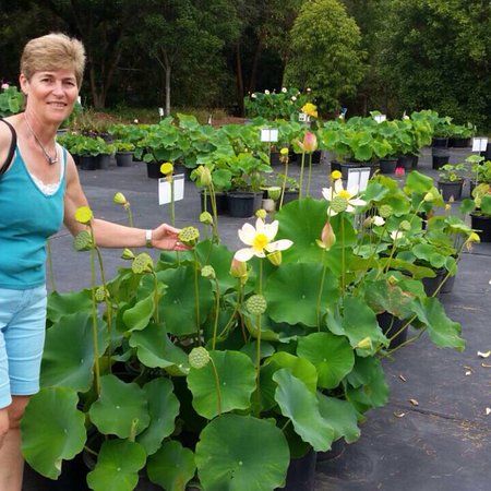 Wallis Creek Watergarden