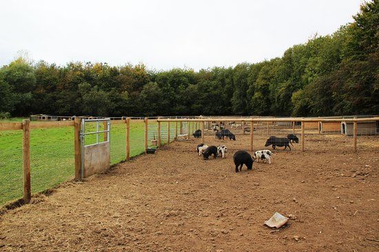 Kew Little Pigs