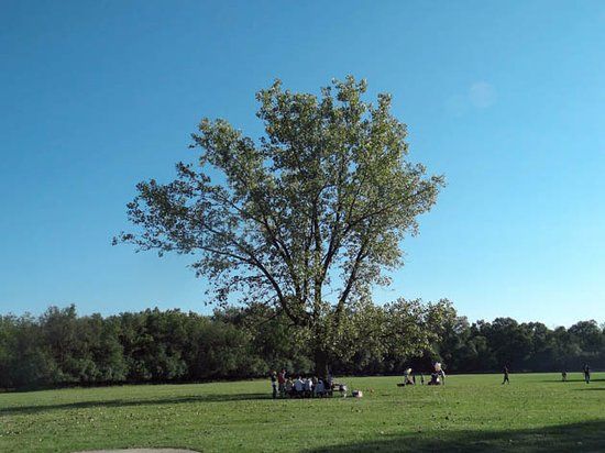 Schiller Woods