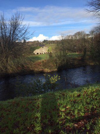 Drumboe Woods