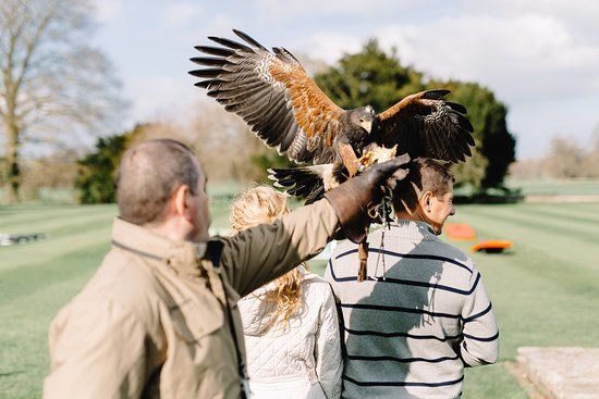 Dublin Falconry