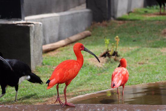 Zoo das Aves