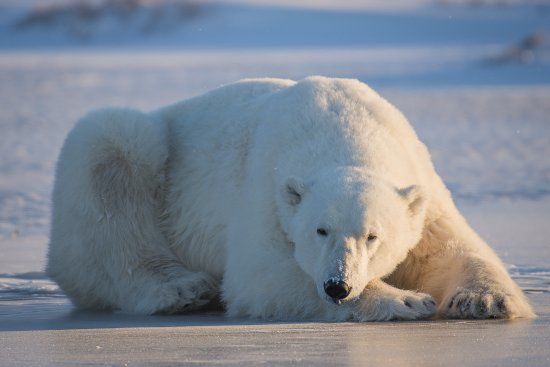 Discover Churchill Photo Gallery