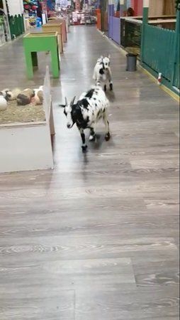 Yuva Zoo