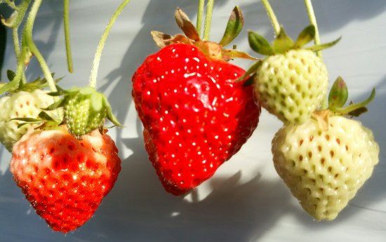 Yukiguni Agripark Yuzawa Ichigo-mura