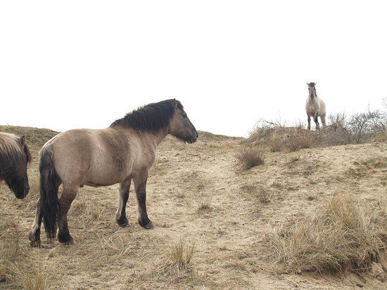 Nature Reserve of Westhoek
