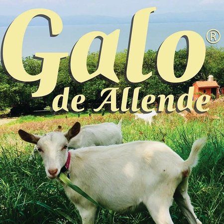 Galo de Allende