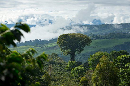 Aquiares Coffee & Community Experience