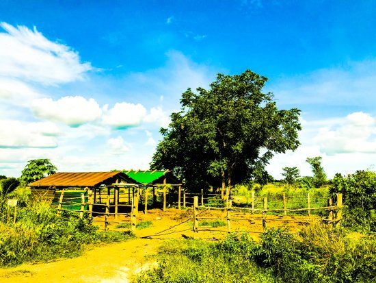 SvayChek Organic Farm