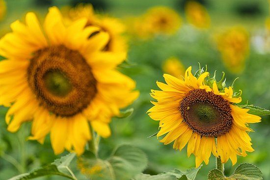 Sunflower Field Rai Manee Sorn