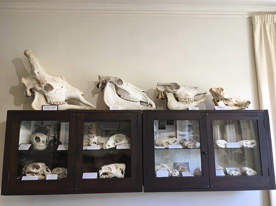 The Dunedin Museum of Natural Mystery