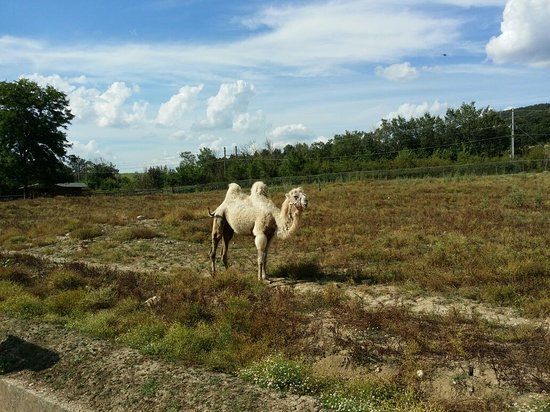 Leo Wild Park