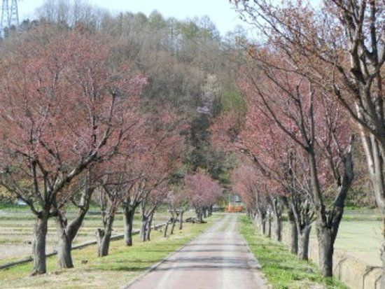 Okayama Cherry Blossoms
