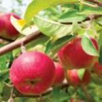 Restoran Nelayan Gombak