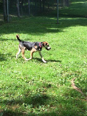 Central Park County Dog Park