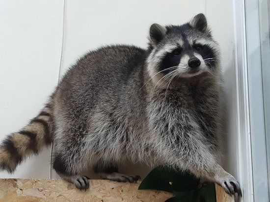 Reptile Rendezvous & Furry Friends