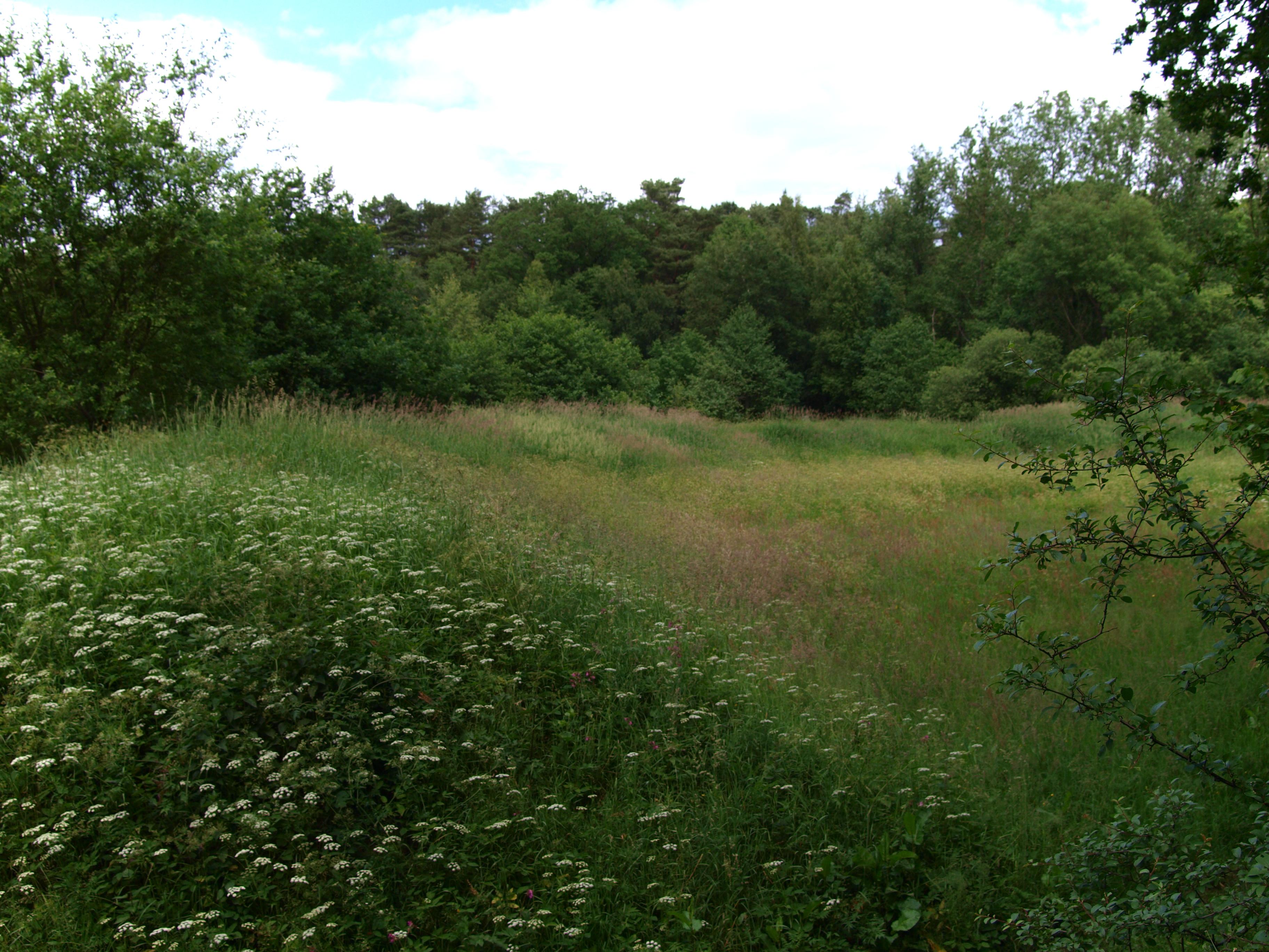 Burgwall Hollenstedt