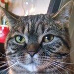 Athos