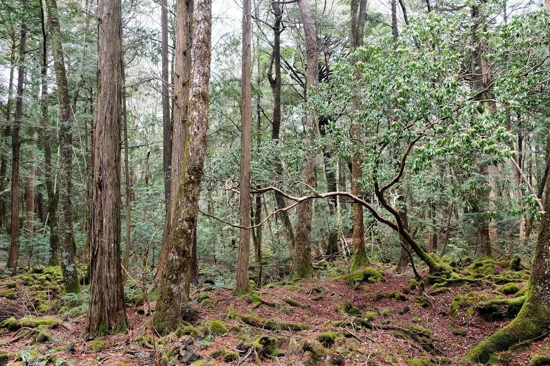 Aokigahara