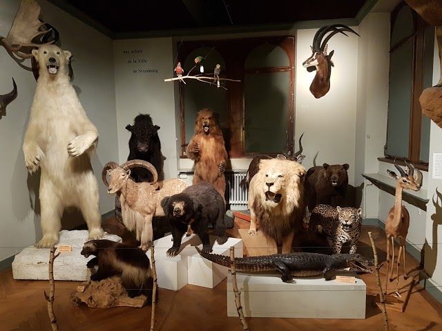 Strasbourg Zoological Museum