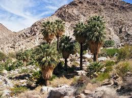 Fortynine Palms Oasis Trail